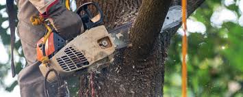 Best Tree Cabling and Bracing  in Pine Knot, KY