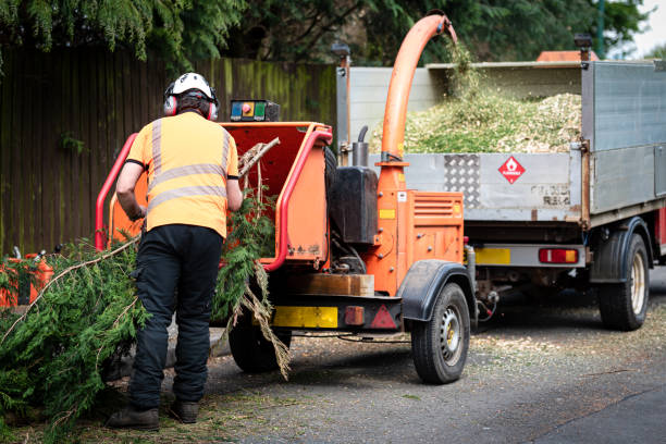 Best Pest Control for Lawns  in Pine Knot, KY