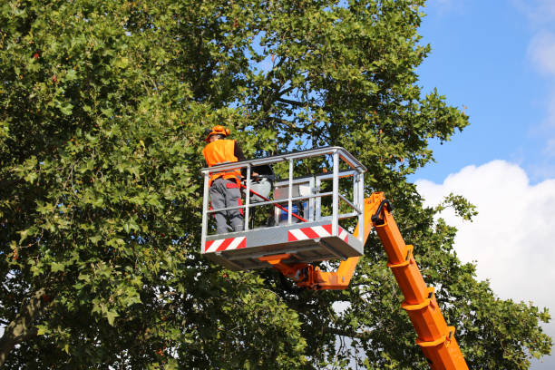 Seasonal Cleanup (Spring/Fall) in Pine Knot, KY