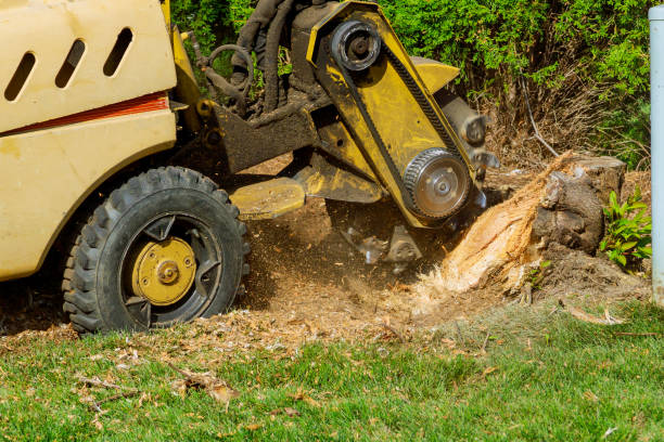 Best Sod Installation  in Pine Knot, KY