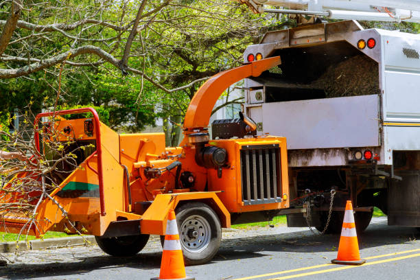 Best Utility Line Clearance  in Pine Knot, KY