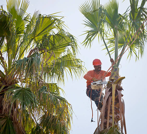 Best Arborist Consultation Services  in Pine Knot, KY