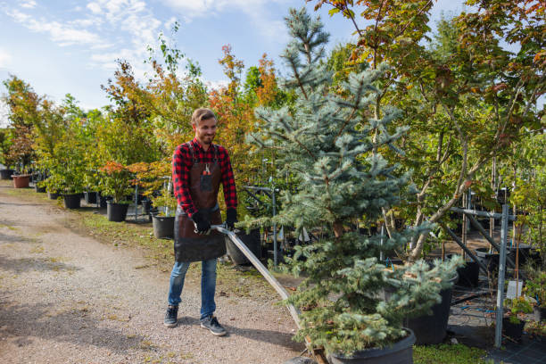 Best Emergency Tree Removal  in Pine Knot, KY