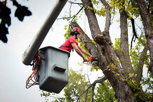  Pine Knot, KY Tree Removal Pros