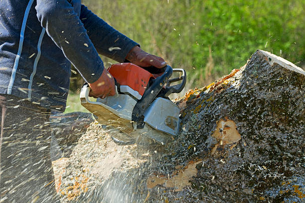 Best Tree Trimming and Pruning  in Pine Knot, KY